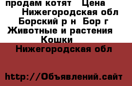 продам котят › Цена ­ 2 000 - Нижегородская обл., Борский р-н, Бор г. Животные и растения » Кошки   . Нижегородская обл.